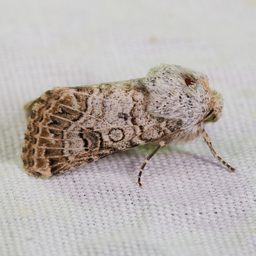 Schinia deserticola