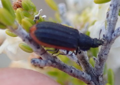 Melyris rufomarginata