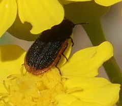 Melyris rufomarginata