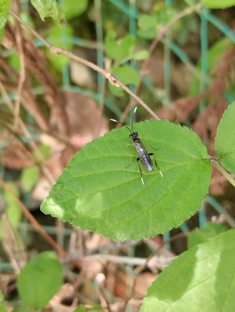 Asiemphytus