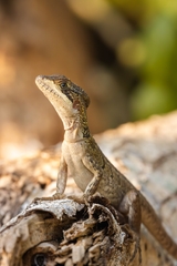 Brown Basilisk photo 2