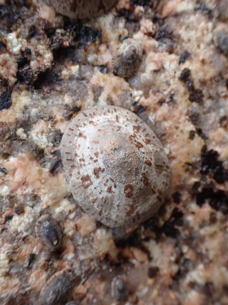 Japanese Grata Limpet