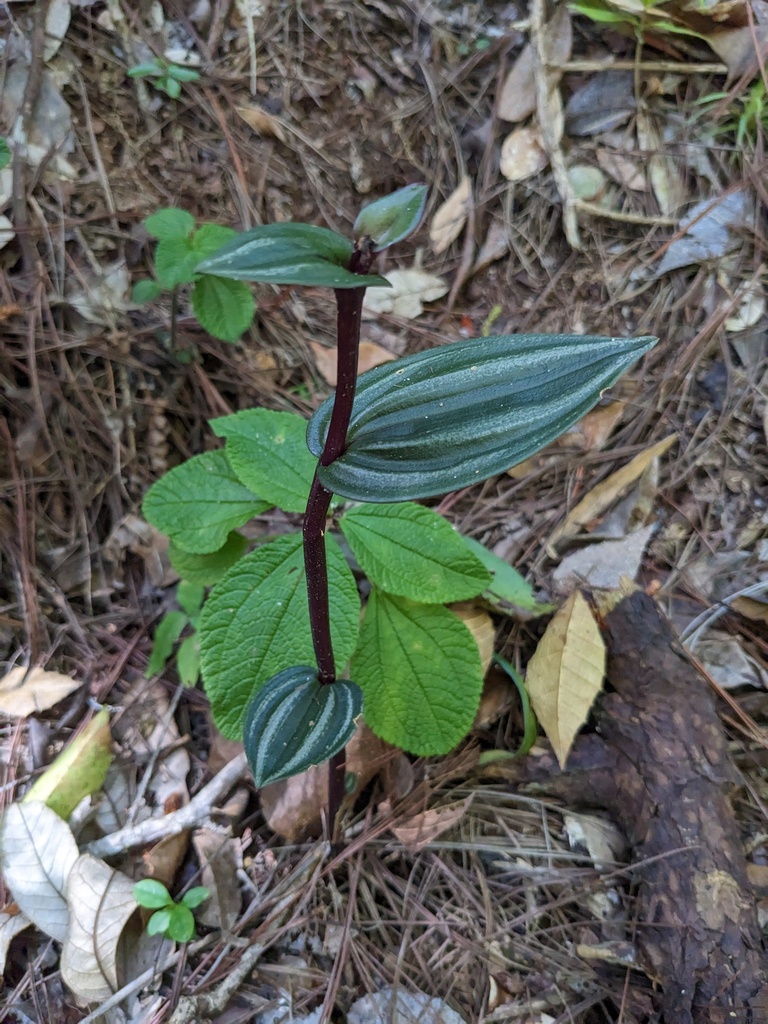 Psilochilus macrophyllus