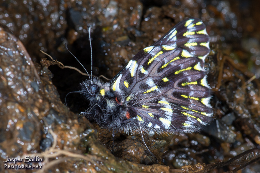 Catasticta cinerea