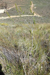 Aspalathus sceptrum-aureum