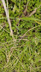 Leptostigma setulosum