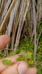 Leptostigma setulosum