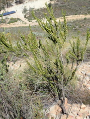 Aspalathus sceptrum-aureum