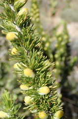 Aspalathus sceptrum-aureum