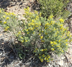 Aspalathus tuberculata