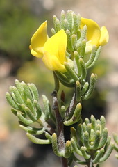 Aspalathus tuberculata