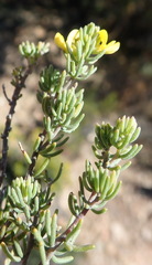 Aspalathus tuberculata