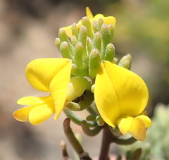 Aspalathus tuberculata