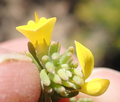 Aspalathus tuberculata