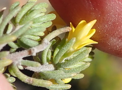 Aspalathus tuberculata