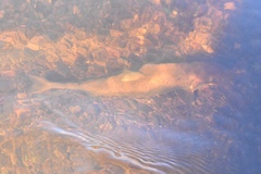 Salmo salar