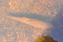 Salmo salar