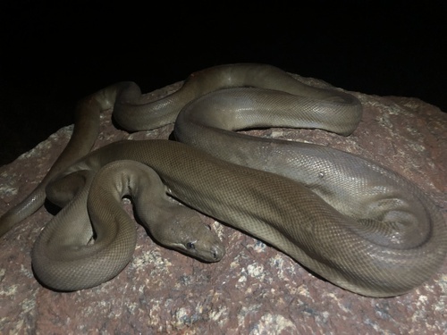 Olive Python