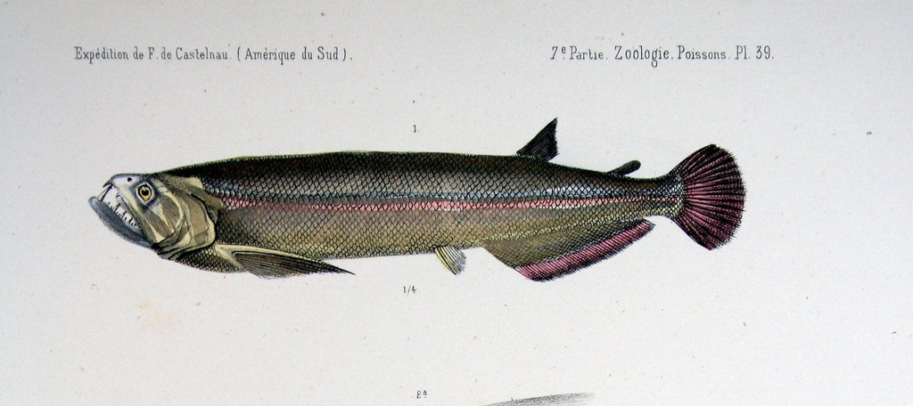 Cynodon