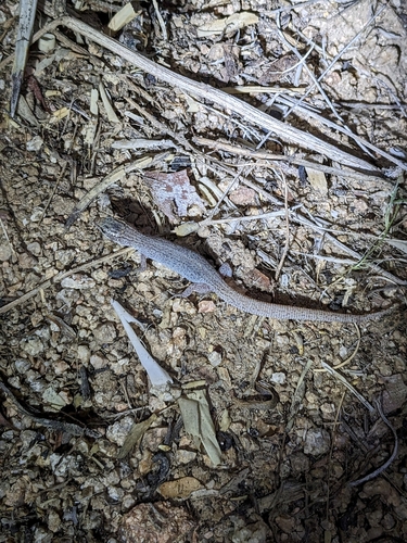 iNaturalist observation photo of Desert Night Lizard