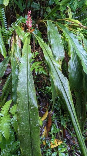 Image of Alpinia japonica by (c) Cheng-Te Hsu, some rights reserved (CC BY)
