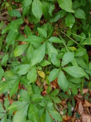 Eleutherococcus sieboldianus