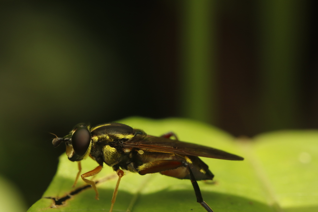 Sterphus janzeni