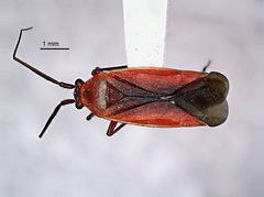 Lopidea instabilis