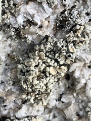 Lecanora phryganitis