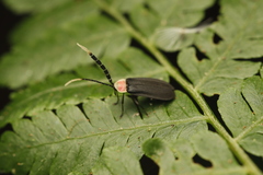 Image of Lucidota apicalis