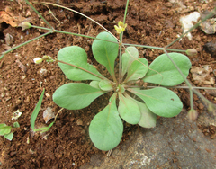 Paramollugo nudicaulis image