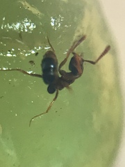 Ponerinae