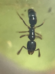 Ponerinae