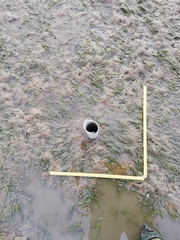 Zostera nigricaulis