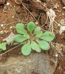 Paramollugo nudicaulis image