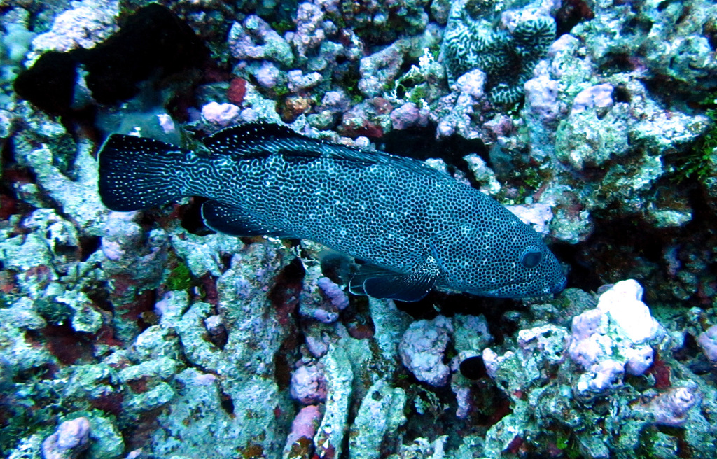 Surge Grouper