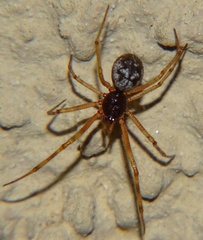 Araneae