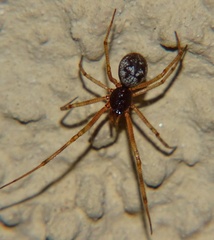 Araneae