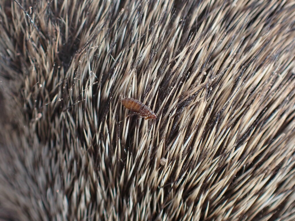 Oropsylla montana