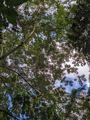 West Indian sumac (Brunellia comocladiifolia)