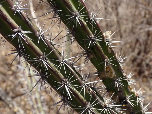 Image of Stenocereus alamosensis by (c) Alexis López Hernández, some rights reserved (CC BY)