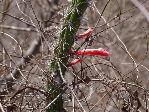 Image of Stenocereus alamosensis by (c) Alexis López Hernández, some rights reserved (CC BY)