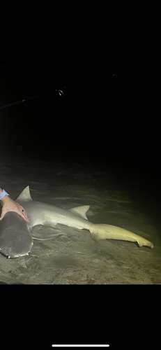 Photo of Sicklefin lemon shark (Negaprion acutidens)