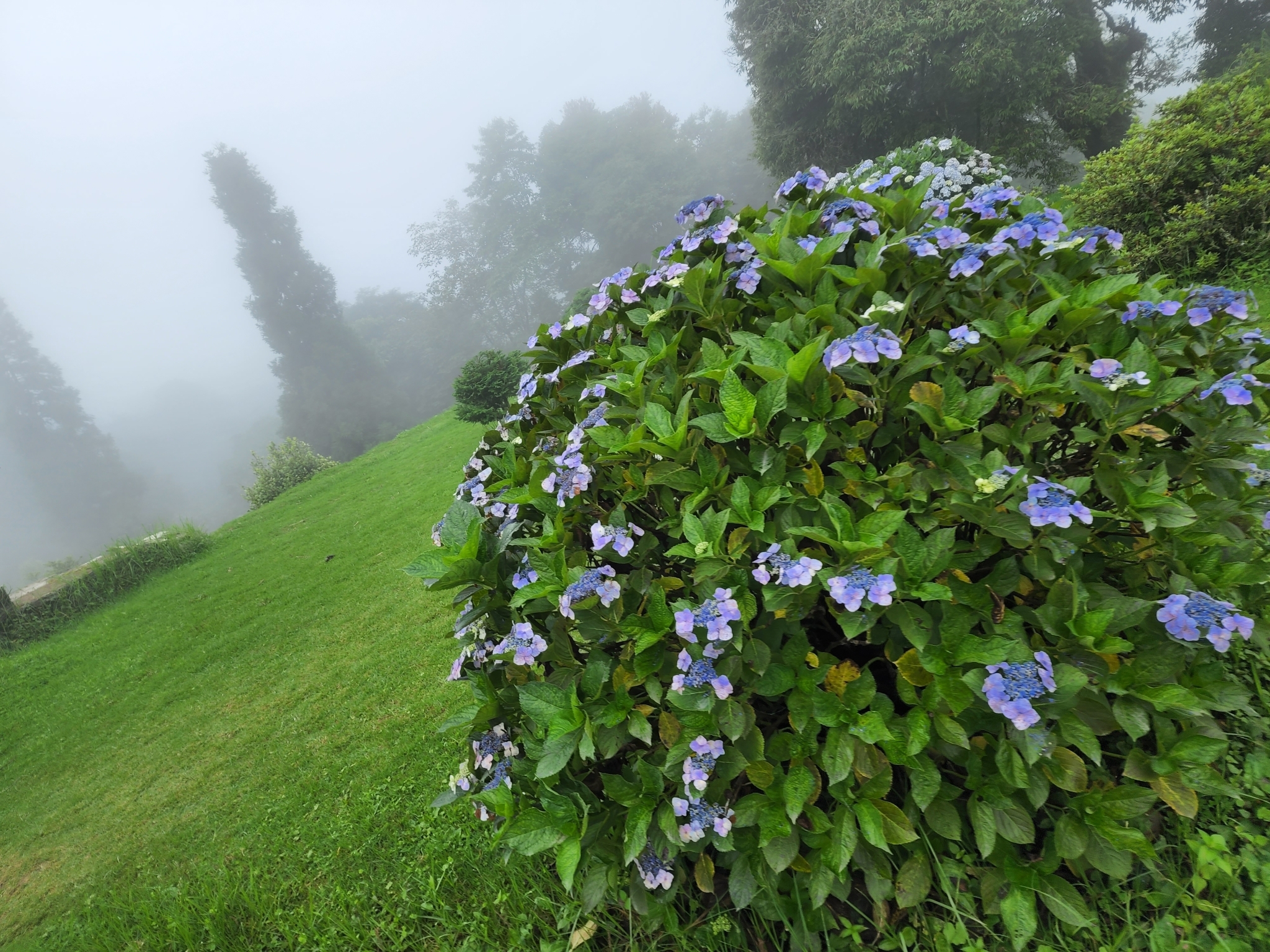 Bigleaf hydrangea