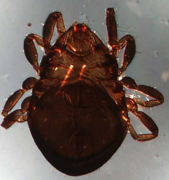 Halozetes