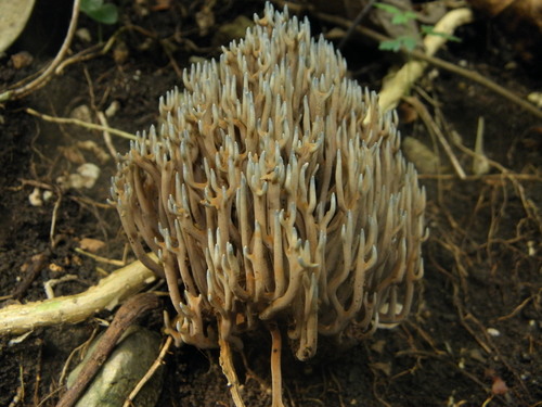 Gomphaceae image