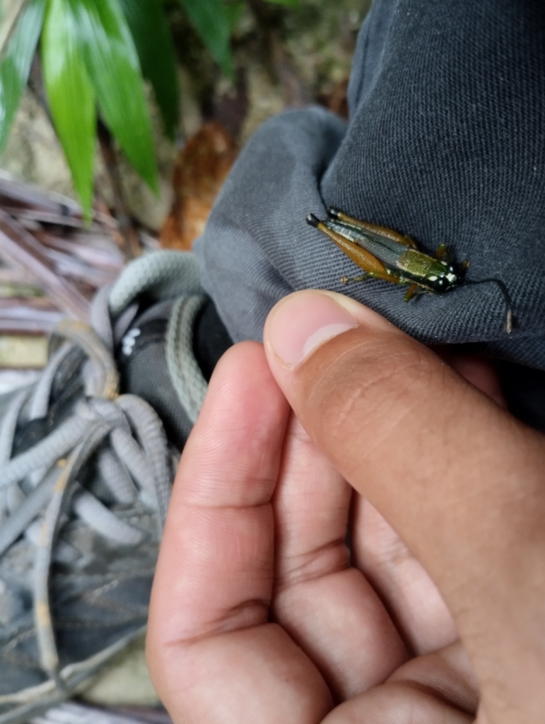 Lucretilis bolivari