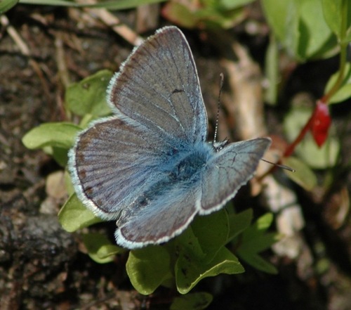 Sierra Blue photo 2