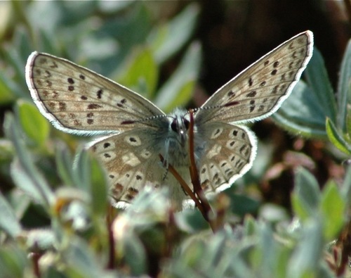 Sierra Blue photo 3