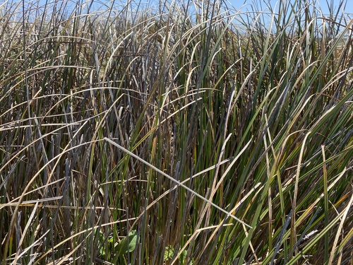 Slough sedge foliage